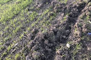 Prognoza agro-meteorologică (21-27 februarie)