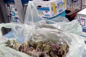 Urzicile pişcă portofelele piteştenilor