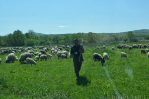 Violatorul de la stână: Un cioban din Abram a fost săltat de poliţişti fiindcă a agresat sexual un tânăr
