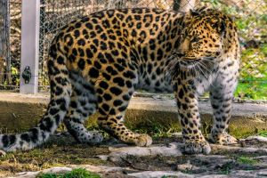 FOTO – Trei noi locuitori la Zoo Sibiu – Un leopard de Amur şi doi lupi albi