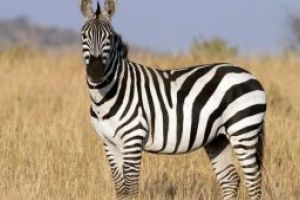 Dungile zebrelor provoaca aterizari necontrolate ale mustelor
