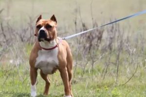 Lege drastică, dar greu de aplicat pentru stăpânii animalelor feroce. Câinii ucigaşi, mai tari decât autorităţile