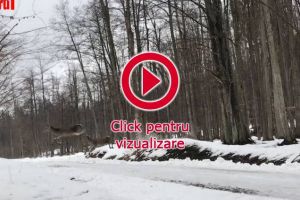 Imagini spectaculoase cu salturile unor ciute la Marginea
