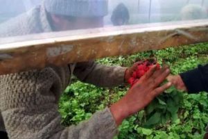 Psihologi şi specialişti în Drept, antrenaţi în repartizarea muncitorilor „cu ziua”