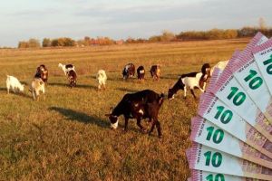 FOTO. S-a furat o turmă de capre din judeţ. Proprietarul oferă recompensă