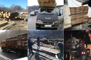 FOTO/ Acţiune pentru prevenirea şi combaterea delictelor silvice: Poliţiştii din Alba au aplicat 85 de amenzi şi au confiscat 53 de metri cubi de material lemnos