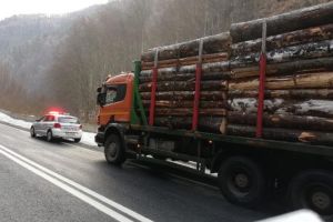 Pădurar de la un ocol silvic din Apuseni cercetat penal după ce a întocmit un aviz fals de însoţire a materialului lemnos