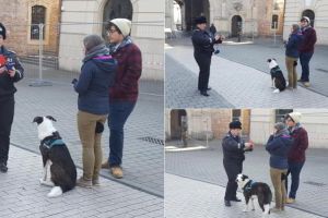 FOTO: Proprietarii de câini care nu respectă legea, în vizorul Poliţiei Locale Alba Iulia
