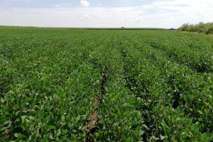 Ministerul Agriculturii si Dezvoltarii Rurale: Cultura de soia modificata genetic este ilegala“