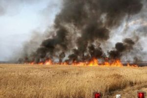 ALERTĂ în DELTA DUNĂRII. INCENDII în lanţ, zeci de hectare de stufăriş afectate. CASE şi PENSIUNI, ÎN PERICOL