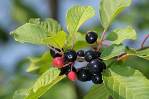 Cruşin (Rhamnus frangula) – beneficii şi proprietăţi