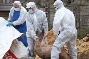 Focar de Pestă Porcină Africană şi la Oneşti