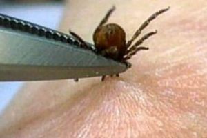 ATENȚIE. Au reapărut căpuşele în judeţul Satu Mare