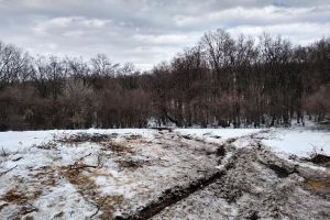 Autorităţile vor face verificări în cazul tăierilor ilegale din Pădurea Hoia-Baciu