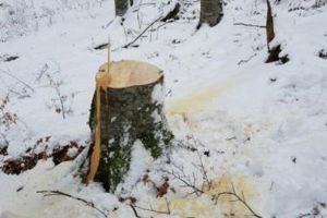 Tăietori ilegali de arbori prinşi în flagrant de poliţişti şi pădurari, pe raza comunei Atid