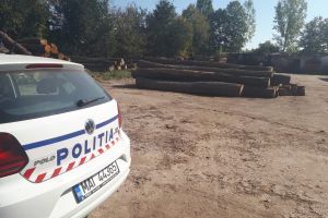 Exploatatorii de lemne din Satu Mare, ,,vizitaţi” de Poliţie. Descinderi de amploare