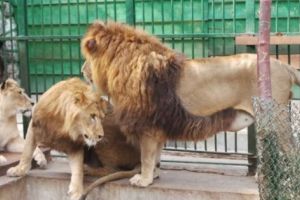 TREI FELINE MARI AU AJUNS LA ZOO PITEŞTI! Este vorba de leii Martin, Perla şi Lesy