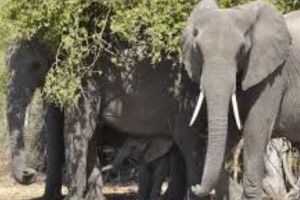 Scandal internaţional. O ţară africană legalizează vânătoarea de animale sălbatice. 135.000 de elefanţi în pericol