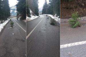 FOTO/ ȘTIREA TA: Drum Naţional din Munţii Apuseni transformat în… pepinieră de brazi – ”La ce plătim rovinieta, oare?”, întreabă localnicii