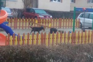 Haită de câini, în locul de joacă de pe strada 22 Decembrie 1989 din Târgu-Jiu!