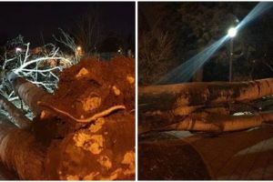 Vijelie în Timiş: incendii, drumuri blocate, copaci prăbuşiţi. Pompierii au activat Grupa operativă