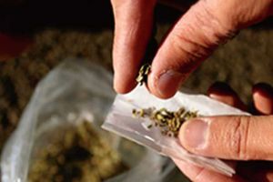 Tânăr de 19 ani, din Sebeş, cercetat penal – A condus drogat cu cannabis, a produs un accident şi apoi şi-a abandonat maşina