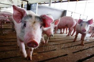 Ultimele focare de pestă porcină africană din Vrancea au fost ÎNCHISE