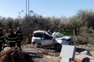 Un barbat a murit strivit de un arbore urias, prabusit din senin pe sosea. Cum s-a intamplat 