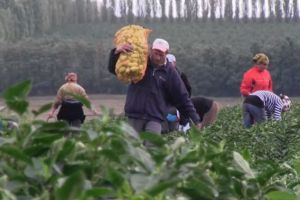 Noi joburi în agricultura din Olanda