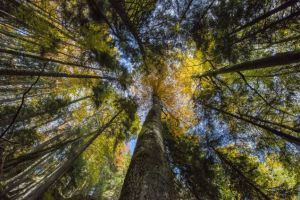 Tăieri ilegale de pădure constatate pe raza Gărzii Forestiere Braşov: 13.166 mc