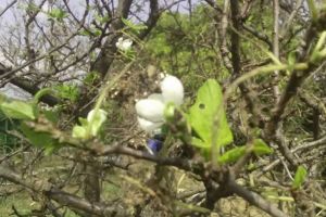 Semn de toamna lunga. Prunii si merii din Dobrogea au inflorit a doua oara. Imagini superbe cu pomi infloriti in septembrie (galerie foto)