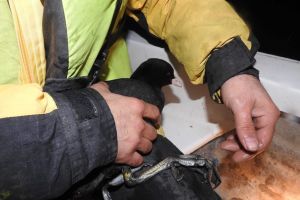 Lişiţă salvata de o patrula CRE