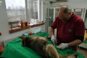 O nouă campanie de sterilizare a câinilor comunitari