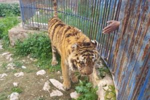 ZOO Bârlad vinde animale la licitaţie