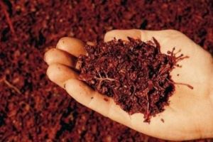 Minunea naturii: Preparatul din struguri care previne cancerul şi încetineşte îmbătrânirea
