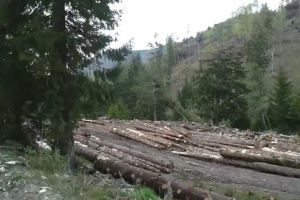Jale în pădurile Sibiului – Zeci de mii de metri cubi tăiaţi ilegal