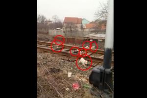 VIDEO. Căţei abandonaţi pe calea ferată! Doamne fereşte să vină trenul!