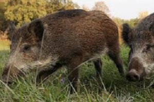 Măsuri drastice în Botoşani. Vor fi împuşcaţi toţi porcii mistreţi din jurul focarului de pestă porcină africană
