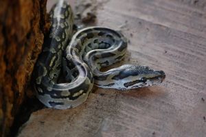 Surpriză pentru o bunică: după ce s-a întors din concediu a găsit un şarpe într-o valiză