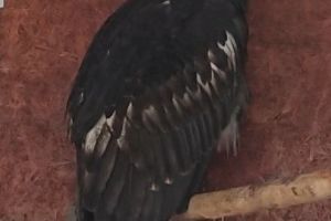Conducerea Zoo Braşov a găsit parteneri pentru păsările singure din specii protejate