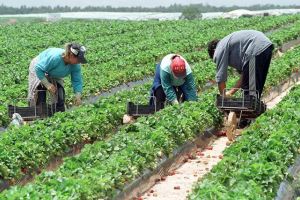 150 locuri de muncă în domeniul agricol în Spania