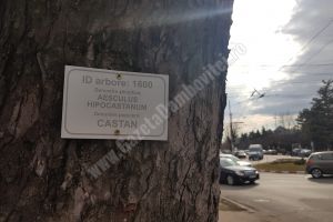 Un castan de la 1600? Inventarierea spaţului verde creează confuzie printre târgovişteni