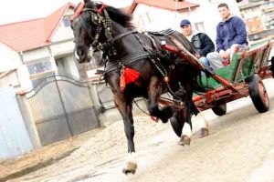 TÂRGOVIȘTE: Bulgarii îşi vor etala caii pe 16 martie, în celebra sărbătoare Tudoriţa