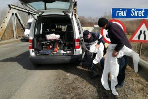 Sanitar-veterinarii au asomat pe loc doi porci şi un viţel, transportaţi de la Botoşani ...