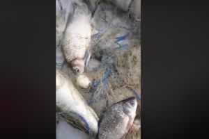VIDEO Braconaj pe râul Olt, la Colun – Zeci de kilograme de peşte găsite