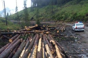 SCUTUL PĂDURII: Femeie din Poşaga cercetată pentru fals în declaraţii şi uz de fals. A declarat că este proprietara unui teren împădurit şi a contractat o firmă pentru exploatarea a 79 metri cubi de material lemnos