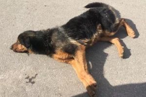 FOTO/ VIDEO: Elevi de la o şcoală din Alba Iulia TRAUMATIZAȚI de hingheri. Au împuşcat cu tranchilizant, sub ochii lor, un căţel