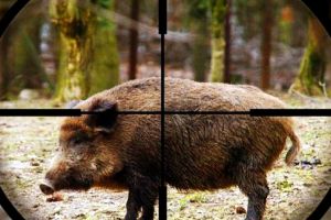 Braconierii au provocat noi focare de pestă porcină în Şimian: Au împuşcat un mistreţ infestat şi au răspândit boala în trei gospodării