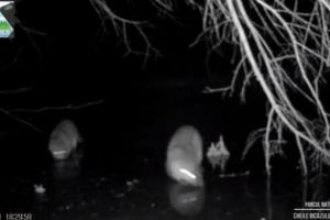 O pereche de vidre şi o vulpe pe un ”patinoar” natural, pe gheaţa Lacului Roşu