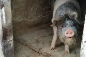 Problemele legate de pesta porcină continuă. În gospodăriile afectate se vor aduce porci santinelă
